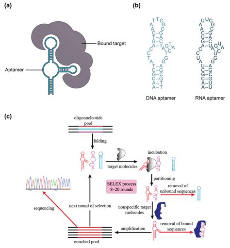 A Illustration Of Aptamer And Bound Target B Visual Representation