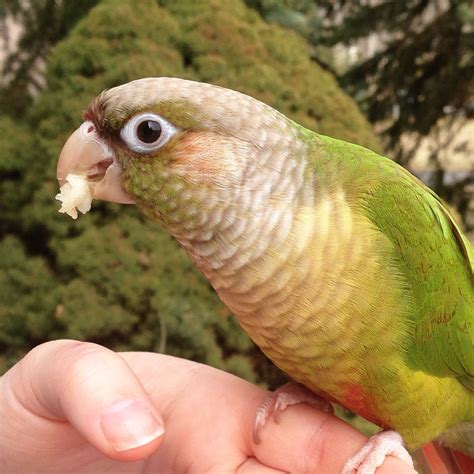 Cute Green Cheek Conure Enjoying An Apple By Annie Gavin Pet Birds