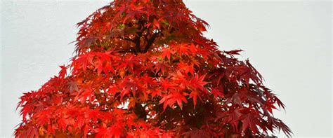 Maple Bonsai Trees: Everything You Need to Know