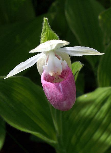 Plant Profile Showy Ladys Slipper Cypripedium Reginae