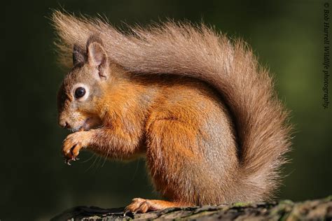 Scottish Red Squirrel In Autumn Sunshine Bob Hurrell Wildlife Flickr