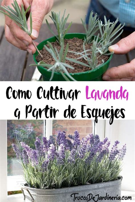 Cómo Cultivar Lavanda a Partir de Esquejes TU CONSULTA