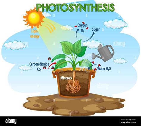 Diagram Showing Process Of Photosynthesis In Plant Illustration Stock