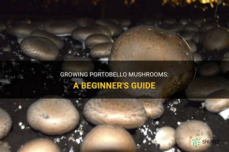 Growing Portobello Mushrooms A Beginner S Guide Shuncy