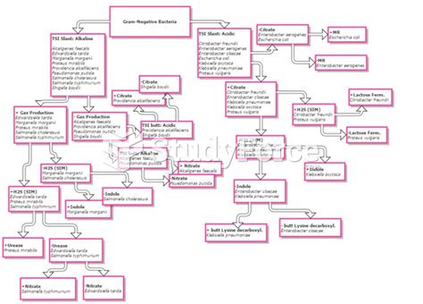 Gram Negative Flowchart Microbiology Lab Microbiology Flow Chart