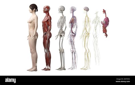 Human Anatomy Systems Illustration Stock Photo Alamy