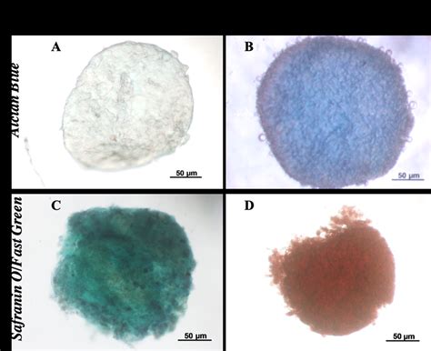 Histological Morphology Of Chondrocyte Spheroid After 21 Days Of Download Scientific Diagram