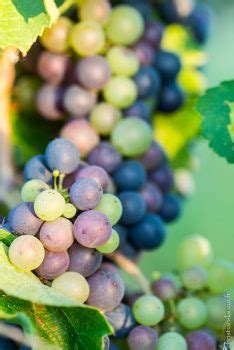 La Véraison au cœur du vignoble des Coteaux du Quercy Christian