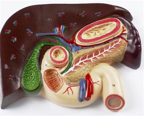 Liver W Gallbladder Pancreas And Duodenum Lab Practical Diagram Quizlet