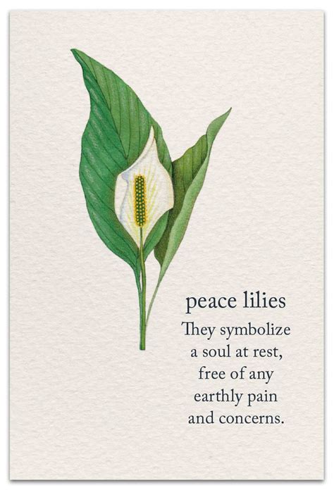 Peace Lilies | Condolence Card | cardthartic.com | Flower meanings ...