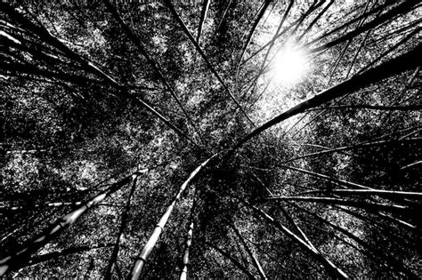 Espectacular Paisaje De Bosque En Blanco Y Negro Foto Gratis