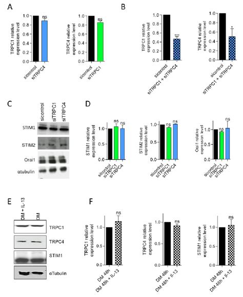 Fig S Absence Of Effect On Stim Stim And Orai Following Trpc Or