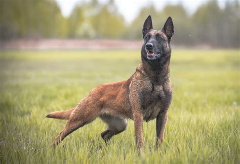 Owczarek Belgijski Malinois FCI Szczenie Z Miotu D Dobczyn OLX Pl