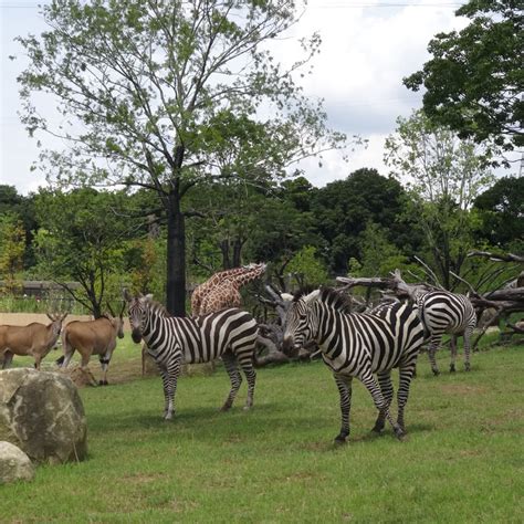 よこはま動物園ズーラシア 地図・ルート案内 Live Japan 日本の旅行・観光・体験ガイド