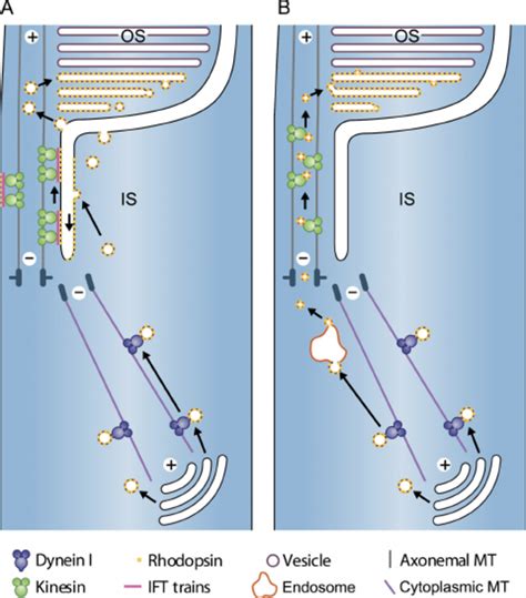 Vectorial Os Trafficking Of Rhodopsin In Ciliated Photoreceptors