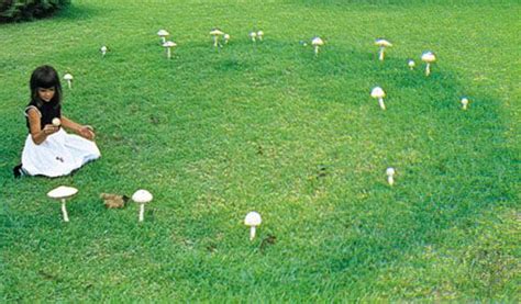 fairy ring mushroom circles soil fertility ecology britannica