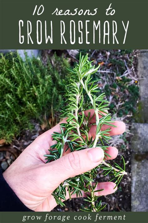 Maximize Your Health Rosemary Plant Benefits You Need To Know