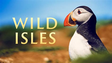 How To Watch Wild Isles David Attenborough S Look At