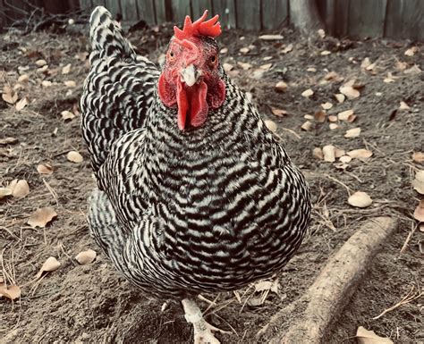 Barred Rock Hen BackYard Chickens Learn How To Raise Chickens