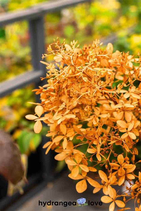 How To Prune Hydrangeas For Winter Hydrangea Love