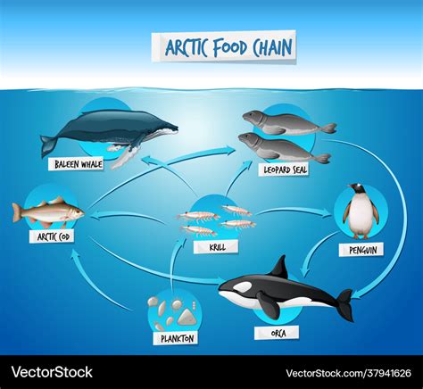 Arctic Food Chain Diagram