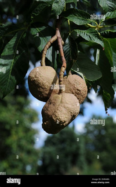 Aesculus Flava Yellow Buckeye Tree Hi Res Stock Photography And Images