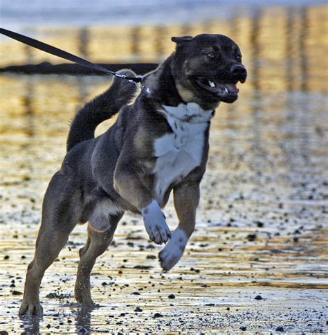 Bison Rottweiler Cross Akita Bison Launching Into Full Str Flickr