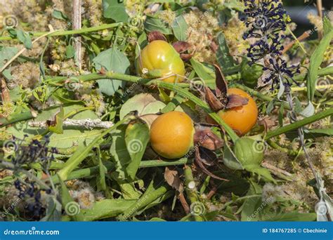 Garbage From Gardening With Various Cut Off Plants Stock Image Image