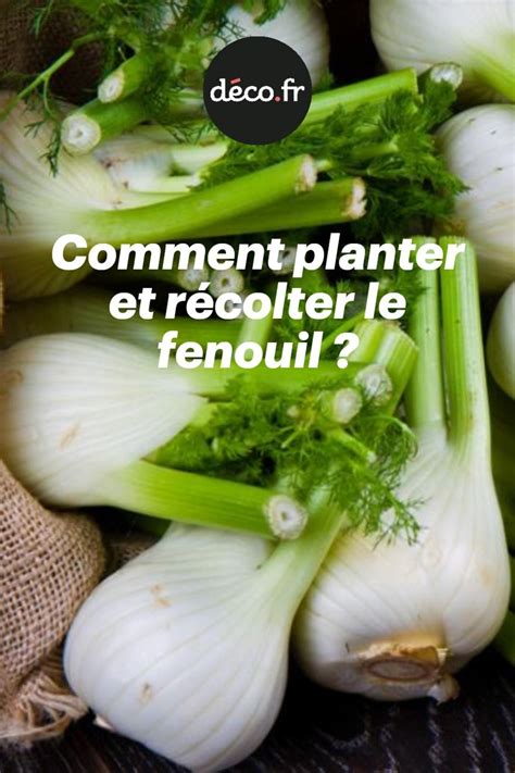 Comment Planter Et R Colter Le Fenouil En Jardinage Potager