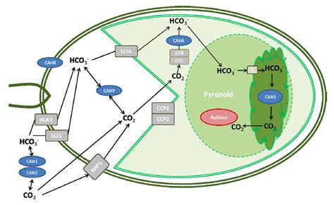 Algae Energy The Past And The Future Algae Co2 Sequestering