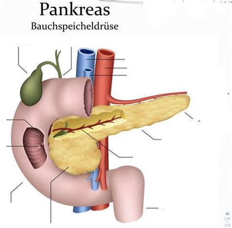 Terminologie Leber Gallenblase Milz Flashcards Quizlet