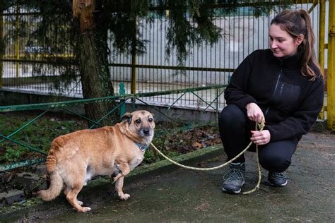 Pies to nie prezent Czy toruńskie schronisko wstrzymuje adopcje na