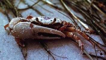 Leptuca Pugilator Atlantic Sand Fiddler Crab