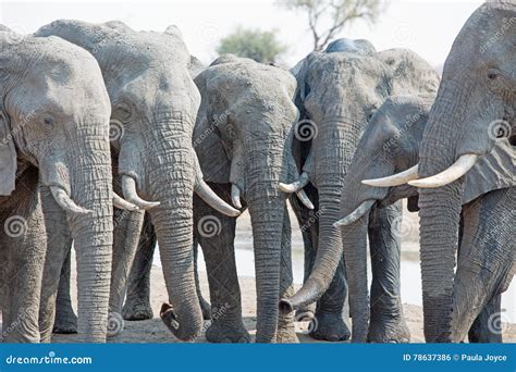 Six Elephants In A Straight Line Drinking Stock Photo Image Of