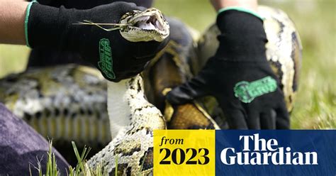 Florida Researchers Capture Invasive Pythons By Attaching Gps Collars To Prey Florida The