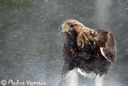 Aquila Chrysaetos In Olden Eagle En Us Fi Maakotka De