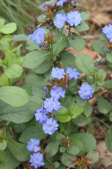 Hardy plumbago | The Gateway Gardener