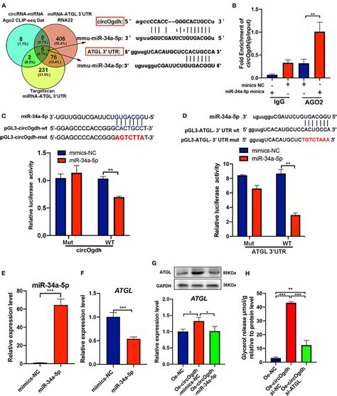 Frontiers Circrna Mediated Regulation Of Brown Adipose Tissue