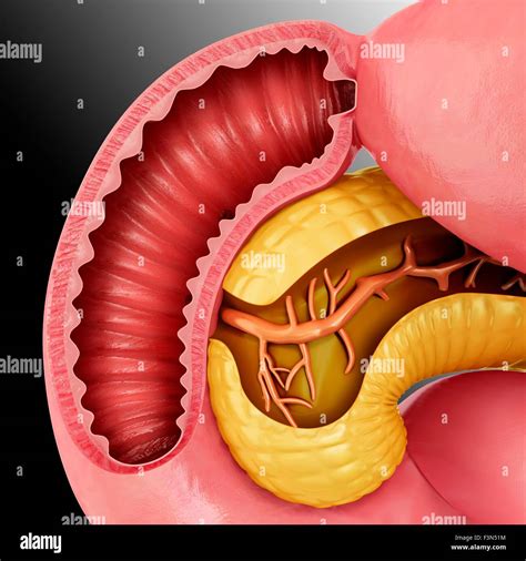 Cross Section Of Pancreas Illustration Stock Photo Alamy