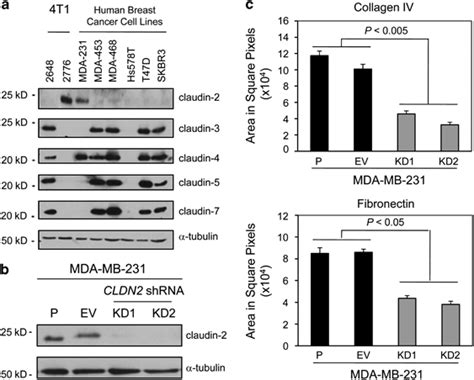 Diminished Claudin 2 Levels In Mda Mb 231 Cells Impair Adhesion To Type