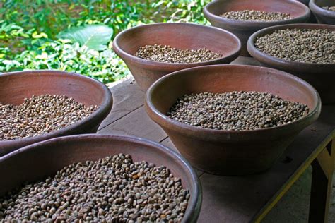 Sumatra Wild Gayo Kopi Luwak Coffee Vournas Coffee Trading