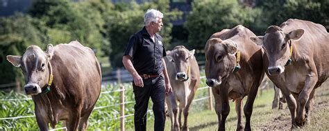 Glückliche Kühe aus Mieming Unsere Kostbarkeiten