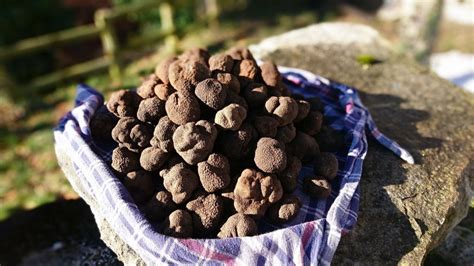 Tartufo Nero Pregiato Tuber Melanosporum Vitt La Spora Tartufi