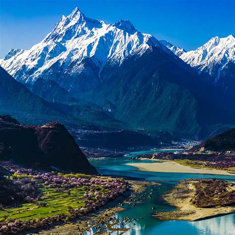 Live Peach Blossoms Along The World S Deepest Canyon In China S Tibet