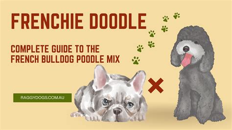 Frenchie Doodle - Complete Guide to the French Bulldog Cross Poodle Mix Breed - Raggy Dogs Blog