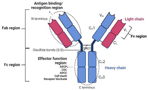 yenzym antibodies  joel sherwin blog