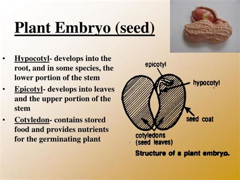 PPT - The Plant Embryo “The Peanut” PowerPoint Presentation - ID:6957510