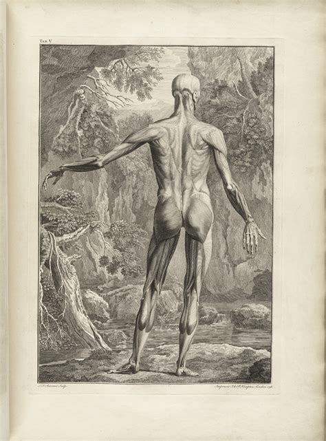 Historical Anatomies On The Web Bernhard Seigfried Albinus Home