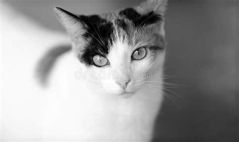 Calico Cat Portrait Closeup Black And White Stock Photo Image Of