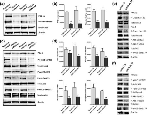 Pancreatic β cell survival and proliferation are promoted by protein